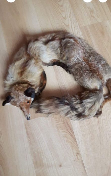 Szal, kołnierz, etola z Lisa