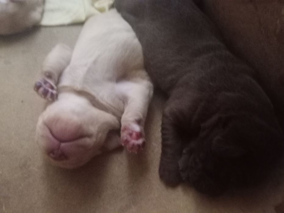 Labradorki do oddania