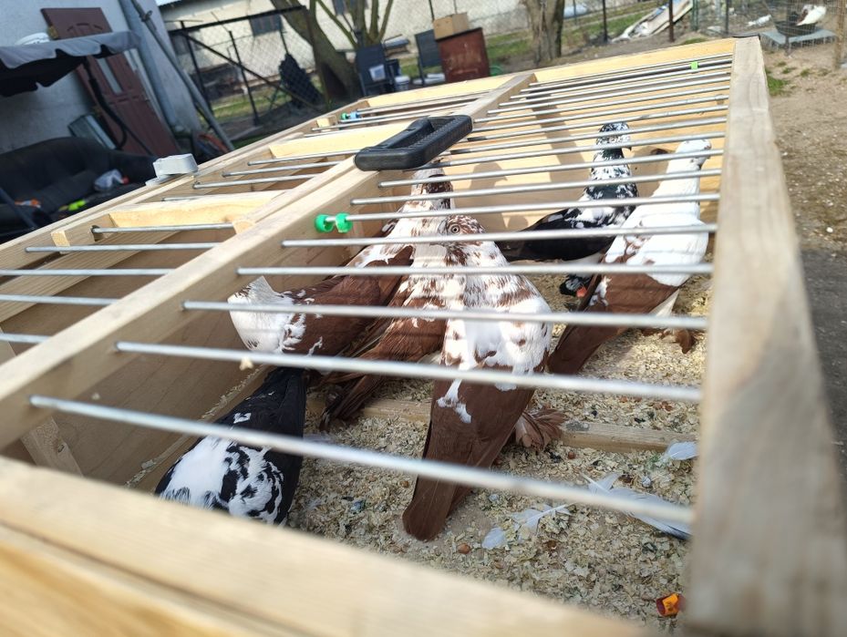 Sprzedam widymy w parach