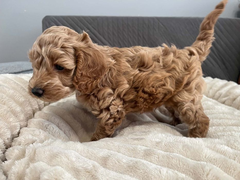 Sprzedam pieska maltipoo
