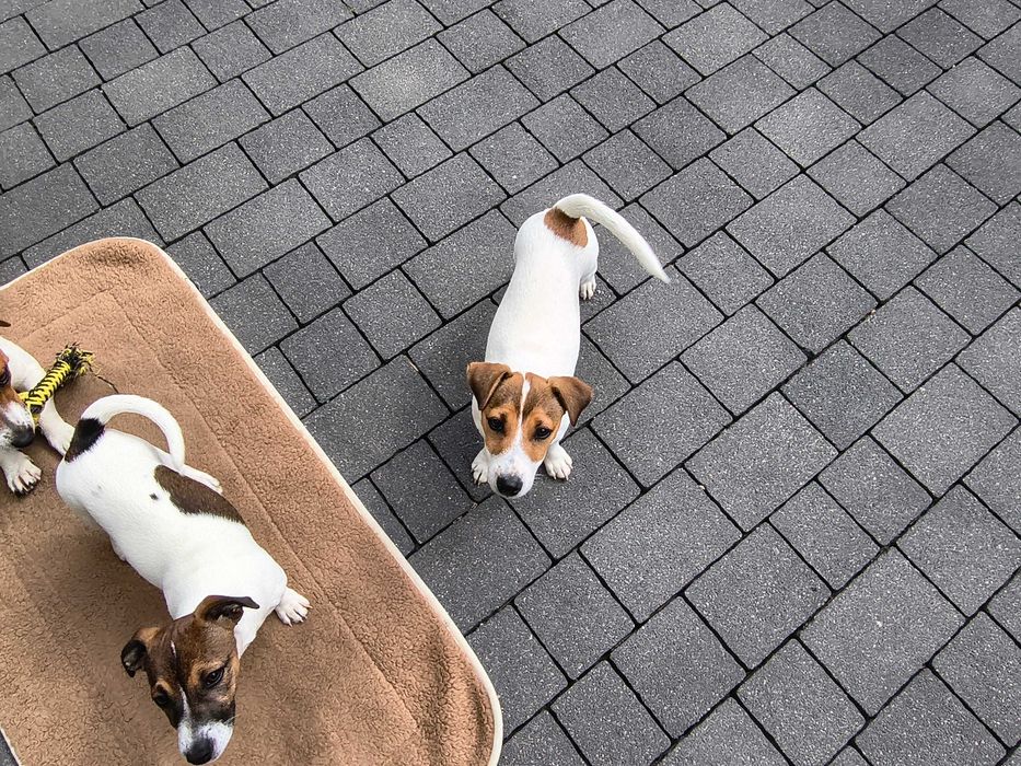 Jack Russell Terrier Suczka