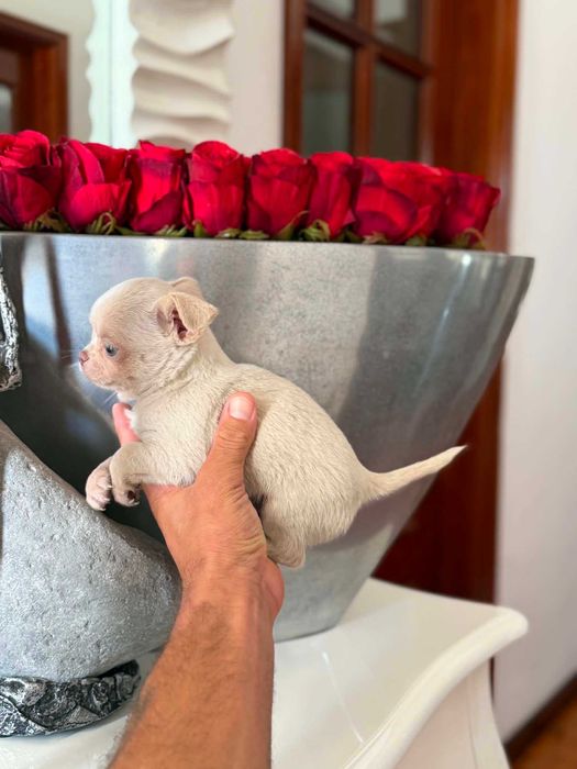 Chihuahua  Superminiatura  MACHINHO  COM LOP E AFIXO