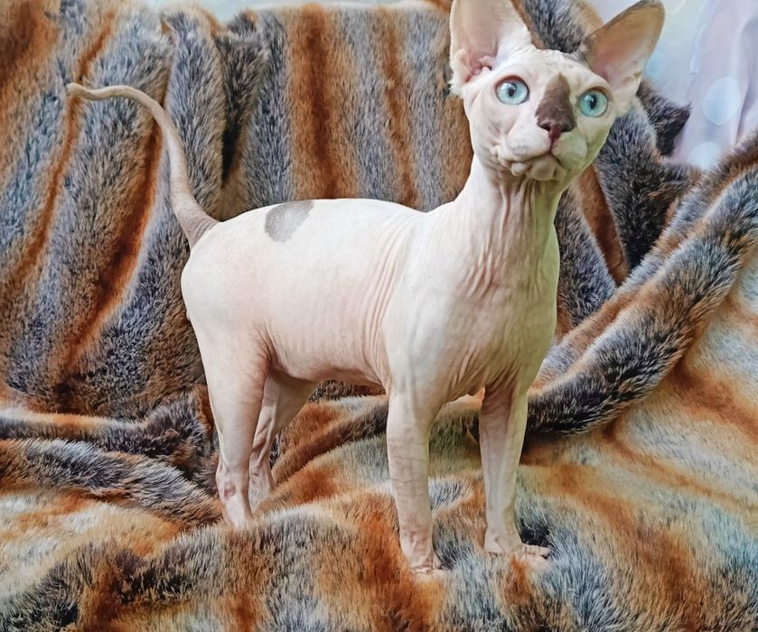 Канадский сфинкс , мальчик