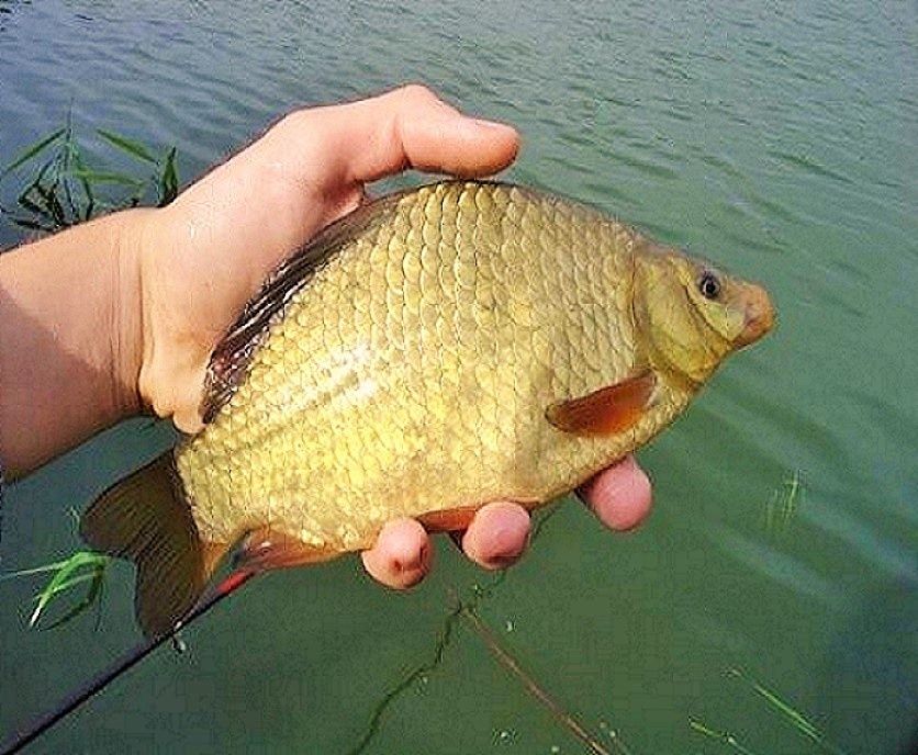 Karp szczupak amur tołpyga koi