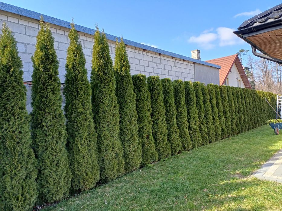 Tuje szmaragd/ Stary Pilczyn