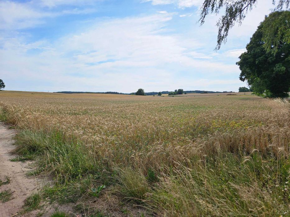 Działki budowlane w pięknej, zielonej scenerii...
