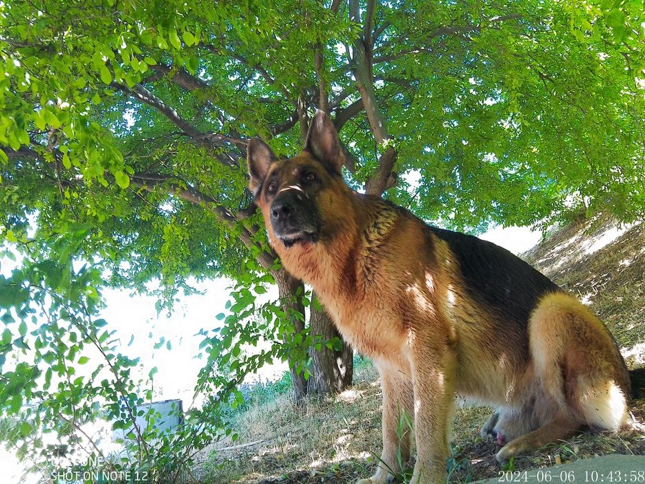 кобелі німецької та східноєвропейської овчарки для в'язки