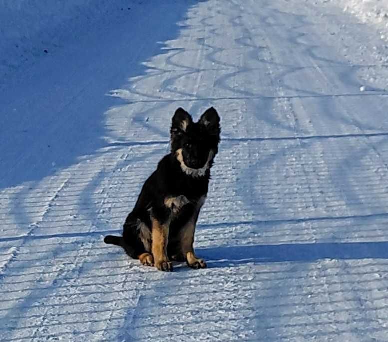Suczka Owczarek Niemiecki Długowłosy