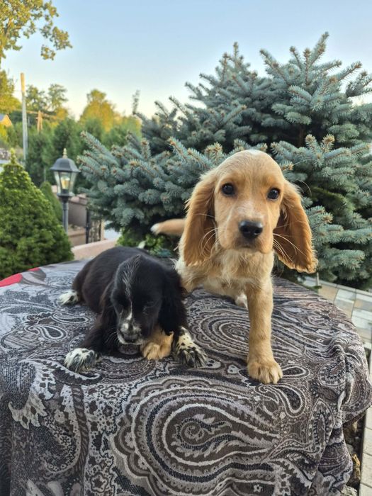 Suczka Cocker spaniel sprzedam