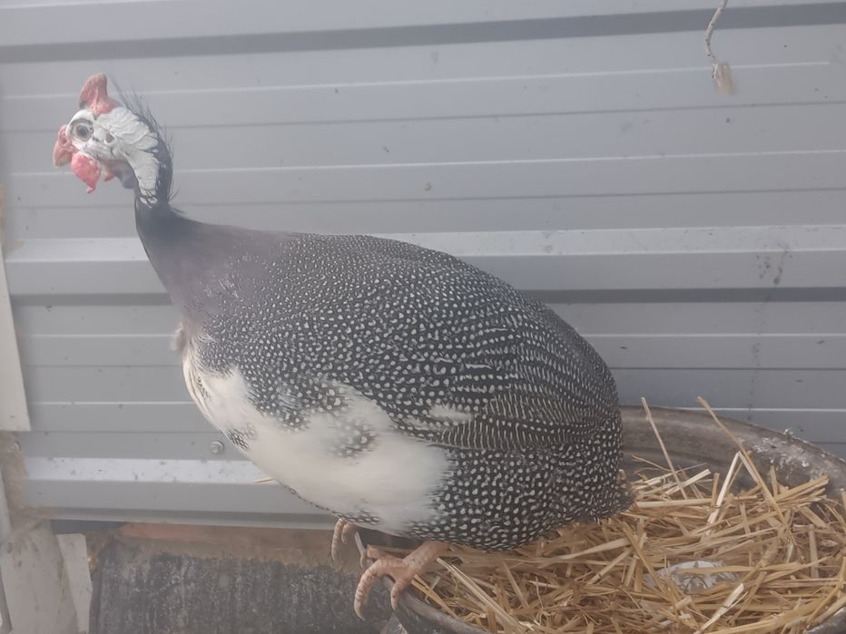 Цесарка.Продам сім'ю цесарок,є білі і сірі