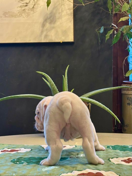 Buldog Angielski - piesek