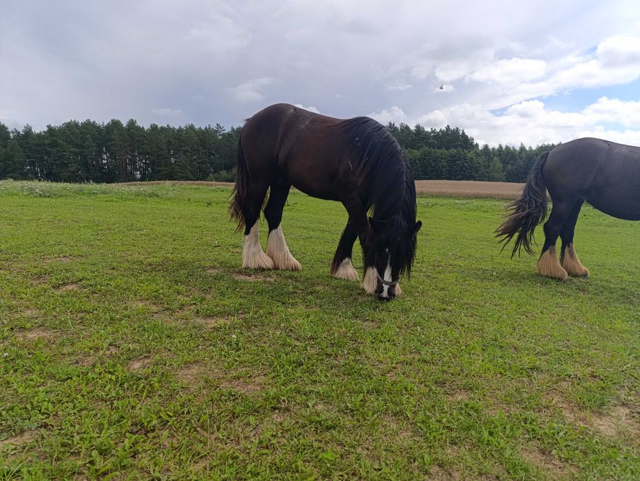 Malowany ogierek gypsy cob
