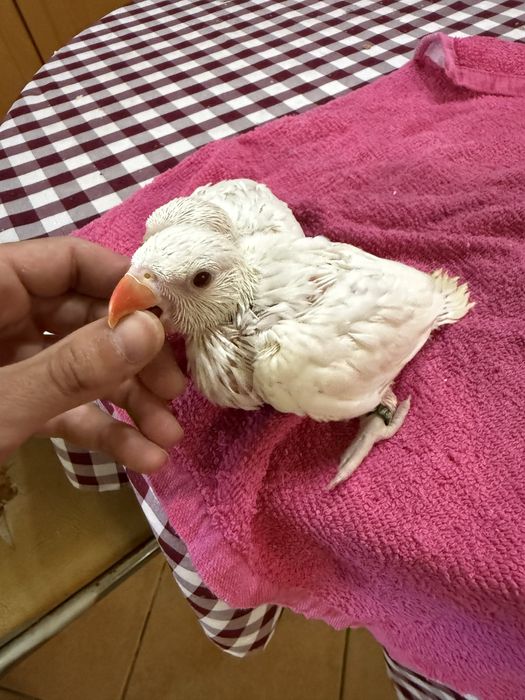 Ring neck criado a mão