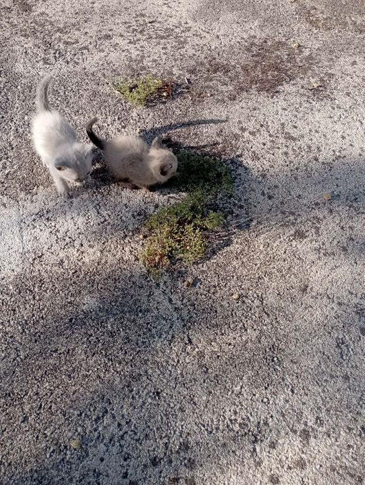 Gatinhas para adoção