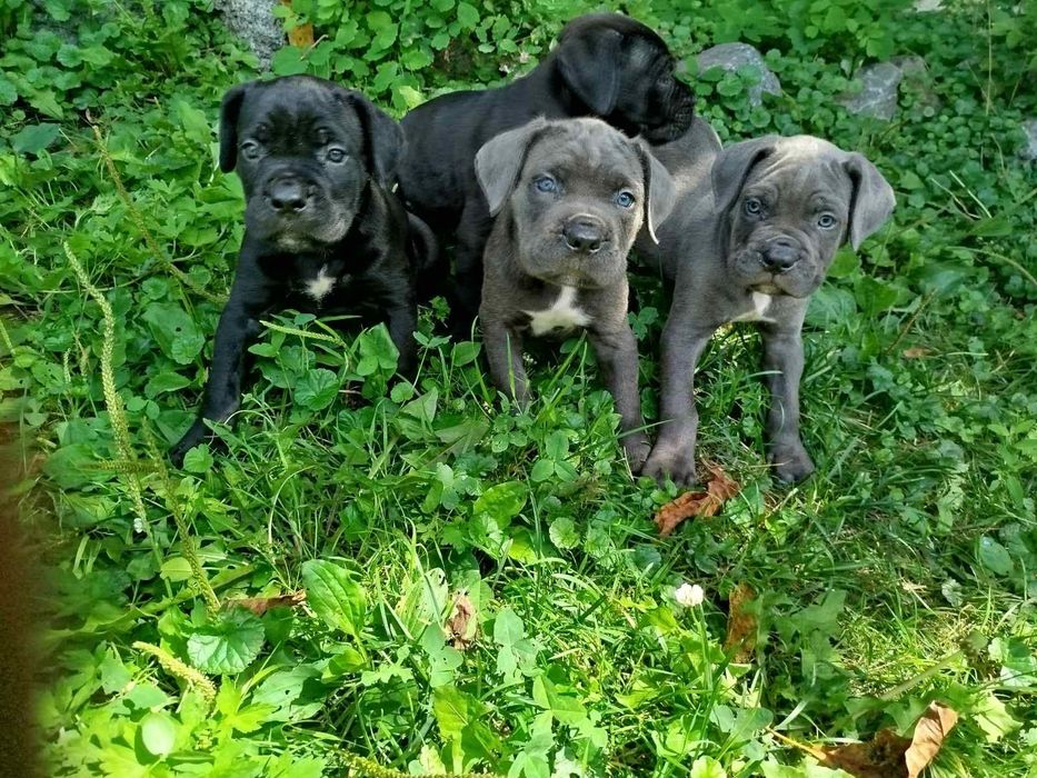 Щенята кане корсо