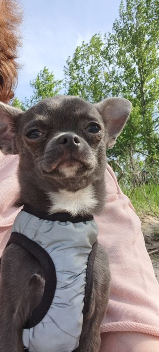 Чіхуахуа хлопчик в'язка