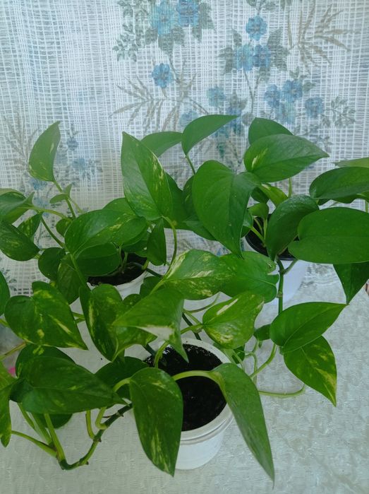 Продам комнатные цветы