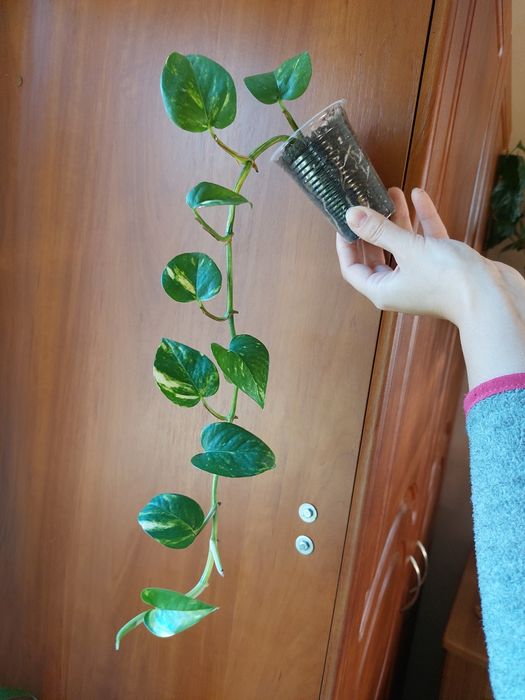 Епіпремнум сциндапсис золотистий