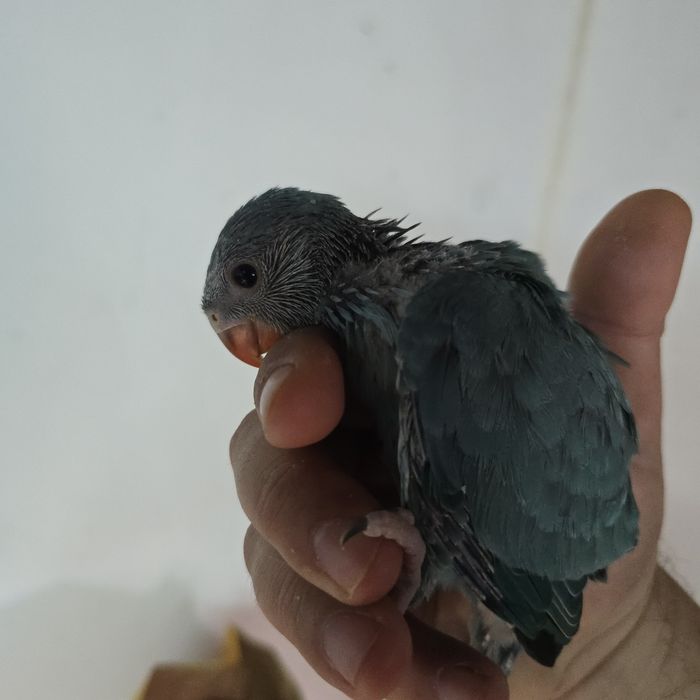 Lindos Ringnecks  Verdadeiros Companheiros de Estimação