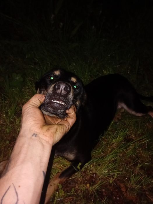 Cadela cruzada urgente