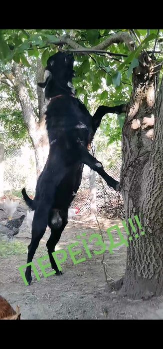 100% Англо-нубійський цап