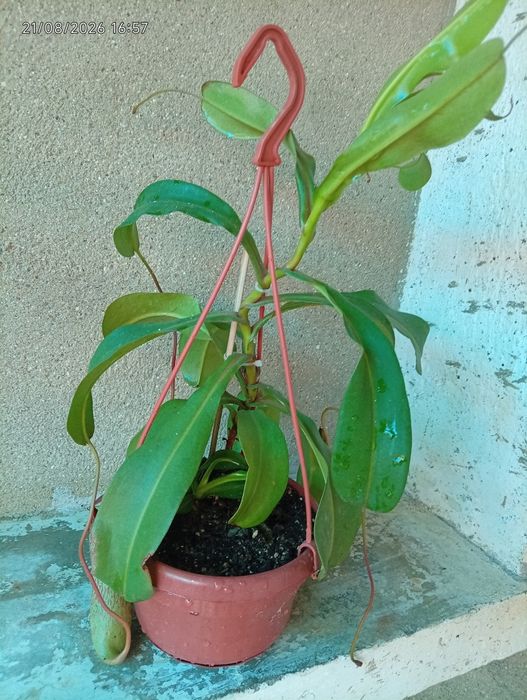 Plantas carnívoras
