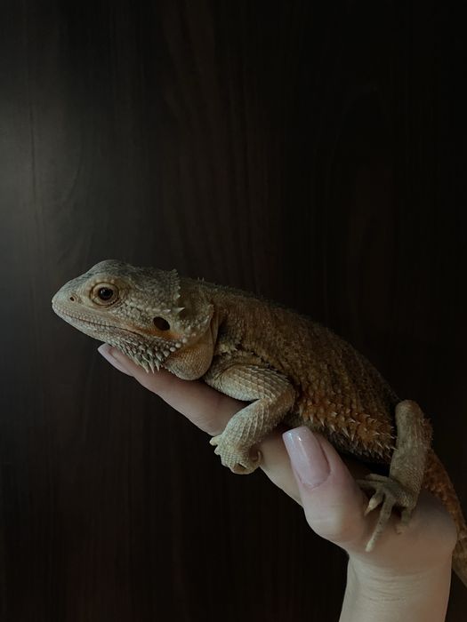 agama brodata z terrarium