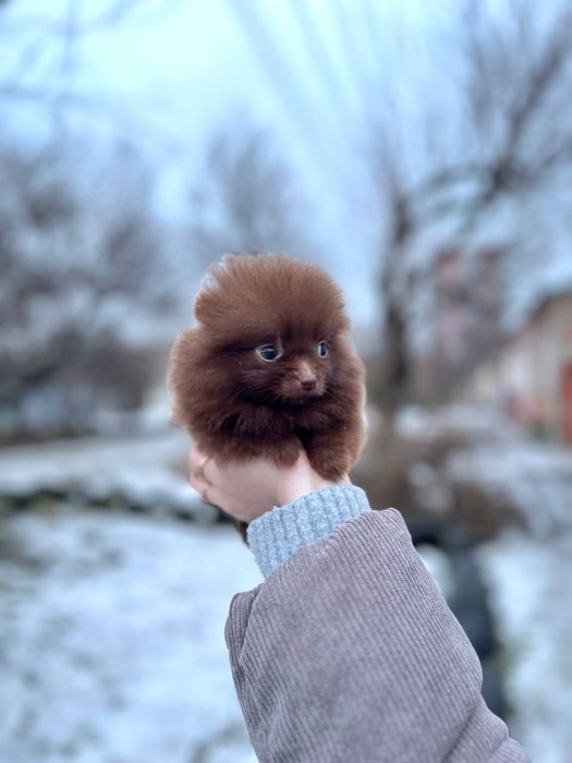 Девочка шпиц , мини шпиц