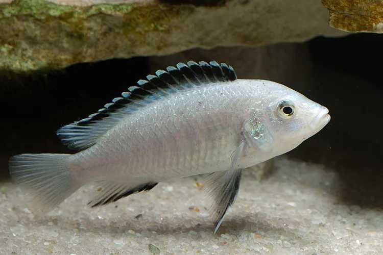 Caeruleus Nkhata Bay (Brancos) - White Lab