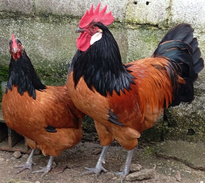 Aves ornamentais Vorwerk