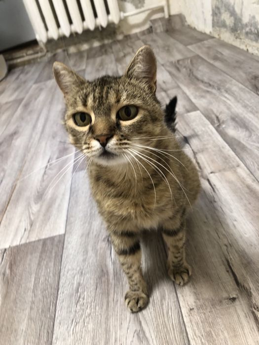 Кошка в добрые руки