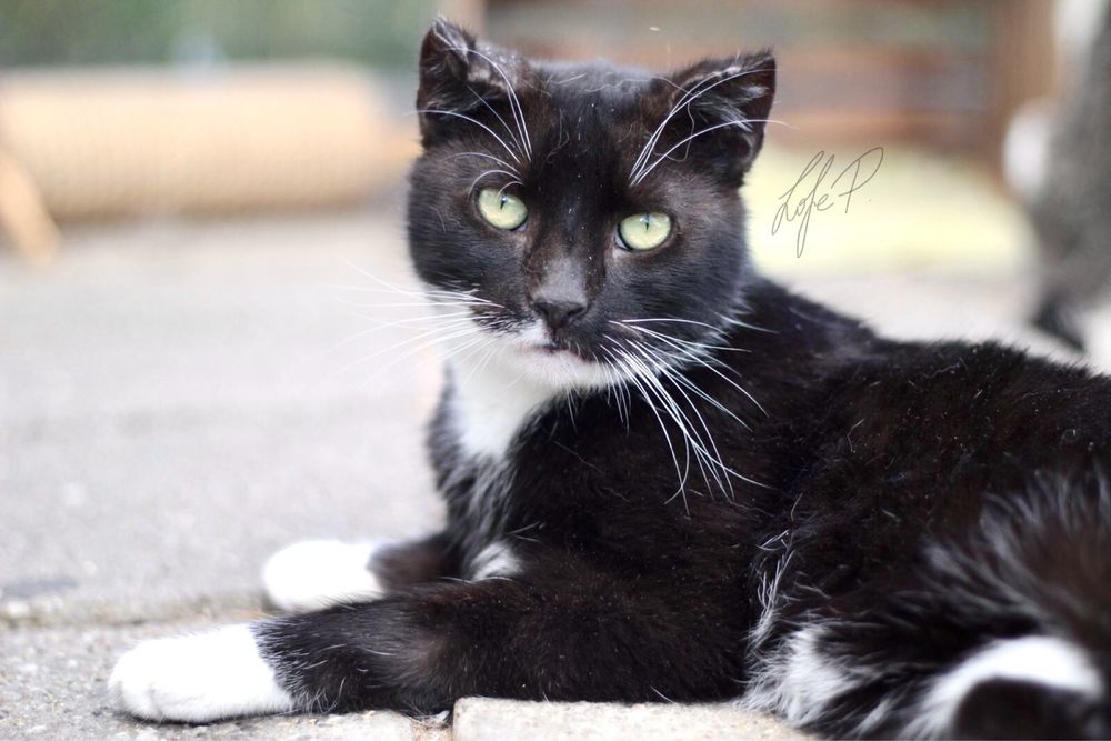 Cudowne koty do adopcji!