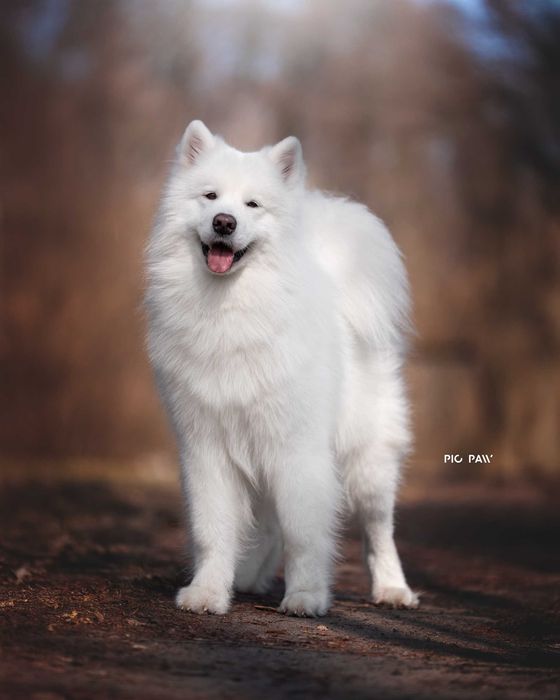 Samoyed pies Zkwp