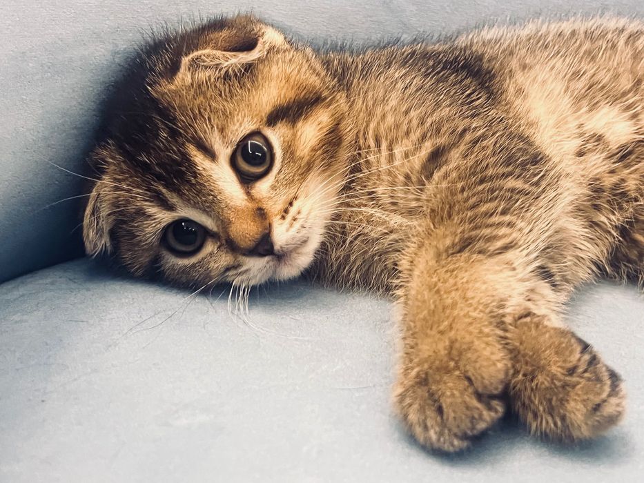 Шотландська весловуха дівчинка (Scottish Fold)