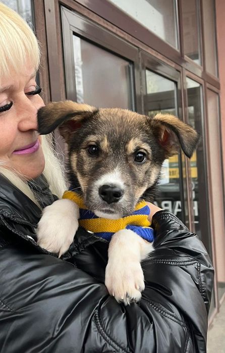 Цуцик ,песик,собачка в добрі руки