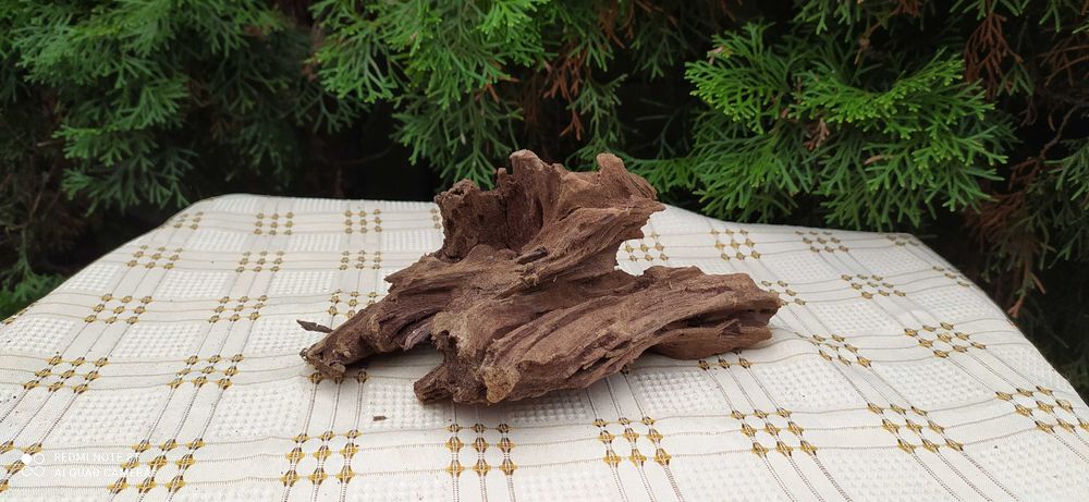 Korzeń mangrowca 22x14x10 cm