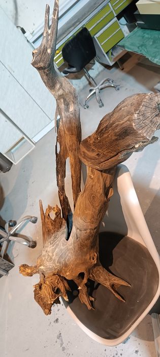 Korzeń XXL 115 cm!