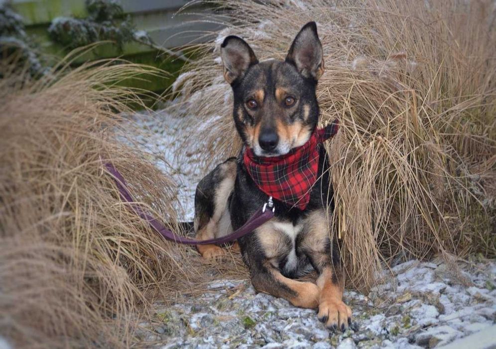 Przekochany, delikatny Andrzejek chciałby być Twoim Andrzejkiem!