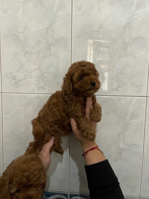 мальчики пуделя тойчики