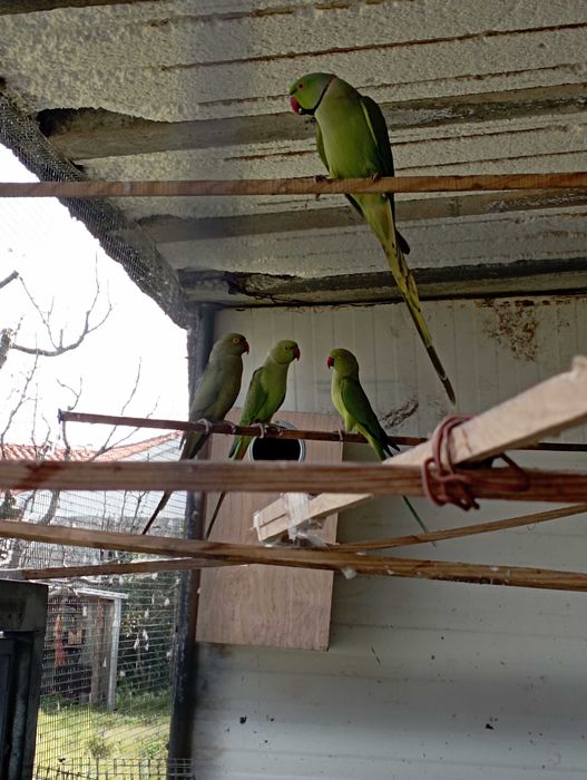 Vendo 2 casais de Ring Nekes verdes