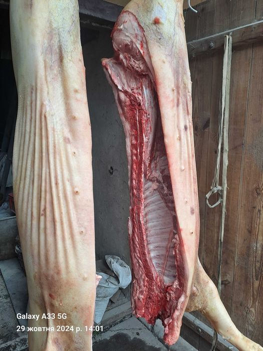 Продаж,свиней , Яловичини