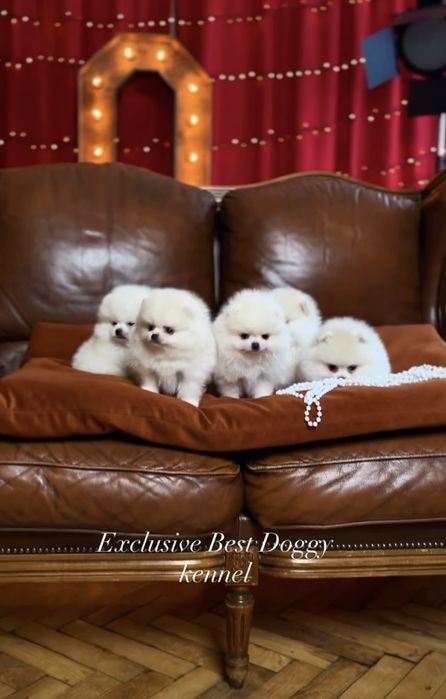 Лакшері сегмент ідеальні SUPER VIP mini померанці. Померанський шпіц