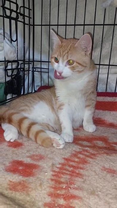 Отдам рыжего котенка, мальчик, 6 месяцев, кастрирован