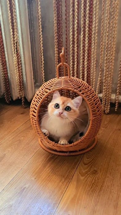 Симий красивий і лагідний