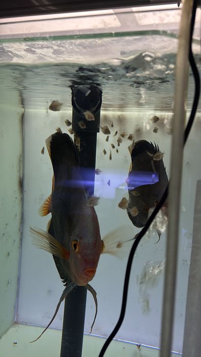 Casais peixe Disco