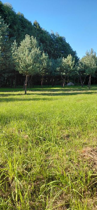Sprzedam działkę budowlaną wśród lasów - Widok 4