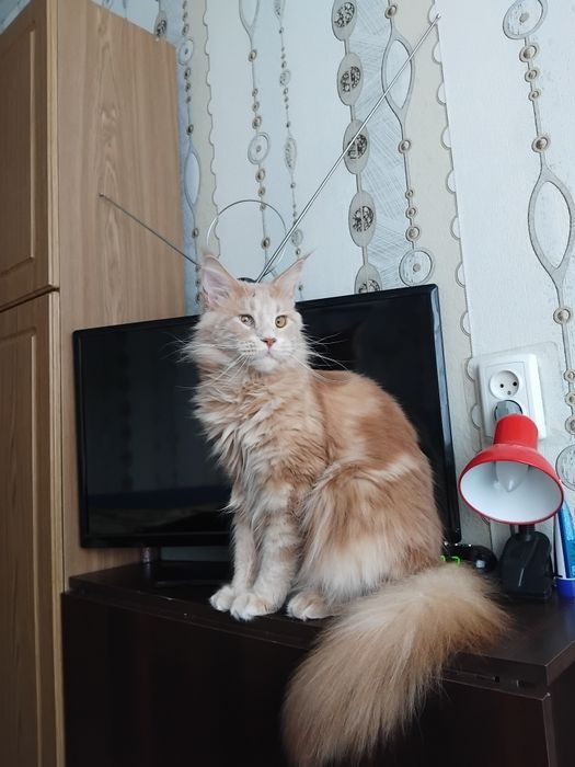 Віддам в добрі руки Мейкуна