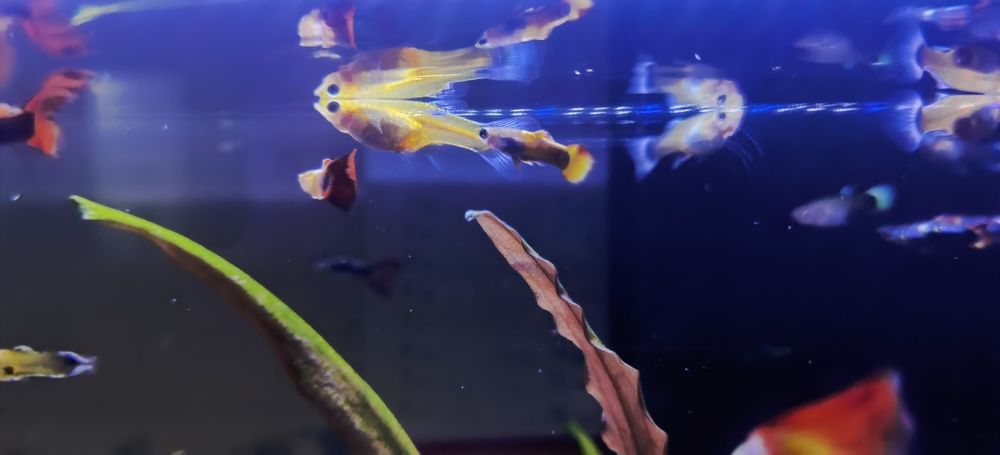 Peixes Guppies Aquario