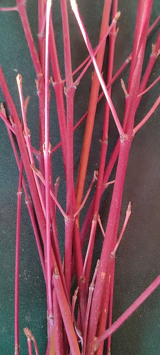 Гілка дерен веточки дёрна  красные