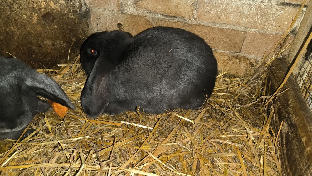 Sprzedam króliki barany francuskie niebieskie